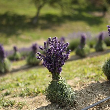 Lavender Valley Perekrestnoye Екстериор снимка