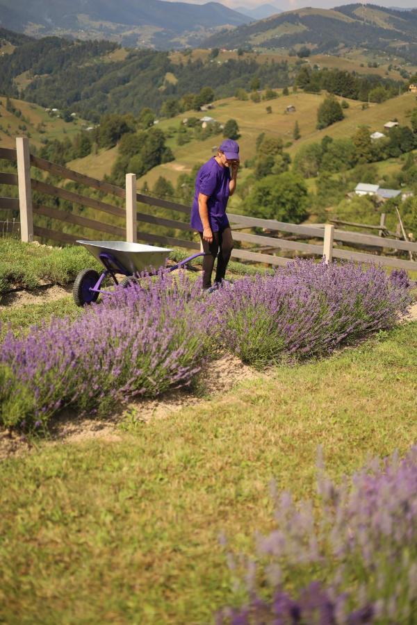 Lavender Valley Perekrestnoye Екстериор снимка